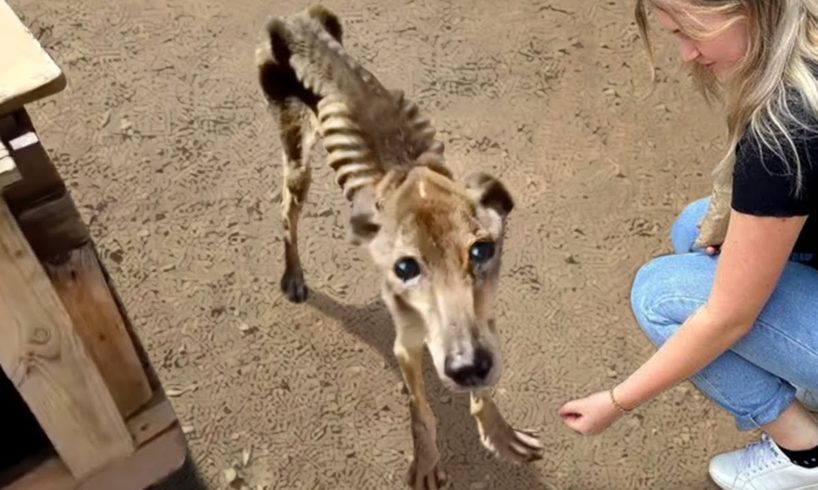 30 Animals That Asked People for Help & Kindness !