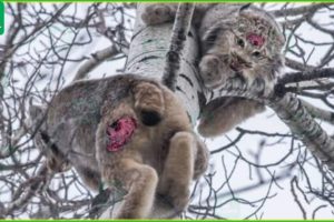 30 Brutal Moments When Bobcat, Lynx Fights For Life - Animals Fighting