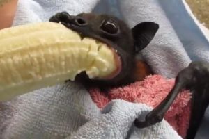 'He's Cranky': Rescued Bat Enjoys Banana