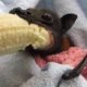 'He's Cranky': Rescued Bat Enjoys Banana