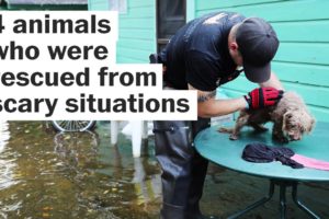 4 times humans rescued animals from scary situations