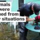 4 times humans rescued animals from scary situations