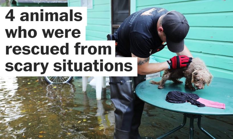 4 times humans rescued animals from scary situations