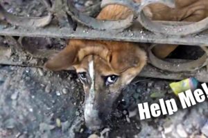 5 Amazing Animal Rescues You Have NEVER SEEN BEFORE!!