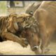 54 Unbelievable Animal Battles Caught On Camera