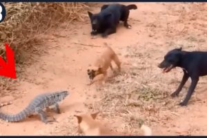 55 Crazy & Merciless Animal Fights Caught On Camera