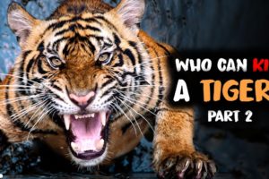 6 Animals That Could Defeat A Tiger - Part 2