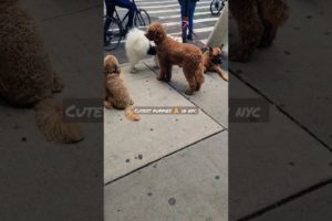 6 cutest puppies in new york city ✨️ 😍 💕  #puppy #puppies #nyu #nyc #poodle #germanshepherd #shorts
