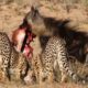 7 Amazing Moments Leopards And Hyenas Fight For Prey | Wild Animal Life