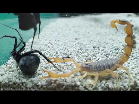 8 Vicious Animal Fights You Won't Believe Exist