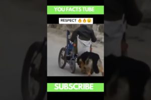 A dog rescued a disabled person #shorts #dog #rescue #viralshorts