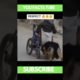 A dog rescued a disabled person #shorts #dog #rescue #viralshorts