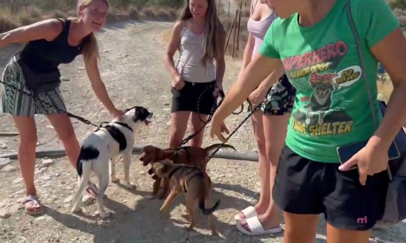 A lovely family came from Germany to adopt 1 dog and they ended up adopting 4! - Takis Shelter