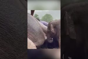 ANIMAL TEAM RESCUES BABY ELEPHANT FROM...
