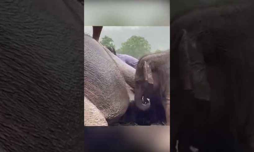 ANIMAL TEAM RESCUES BABY ELEPHANT FROM...