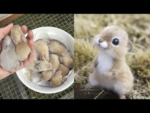 AWW SO CUTE! Cutest baby animals Videos Compilation Cute moment of the Animals - Cutest Animals #18