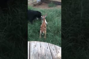 Adorable Baby Deer Playing with Dogs Cute Animal Videos @jettmoore4 #shorts #animals #tiktok