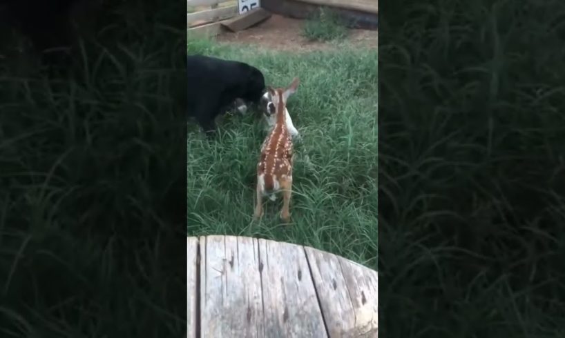 Adorable Baby Deer Playing with Dogs Cute Animal Videos @jettmoore4 #shorts #animals #tiktok