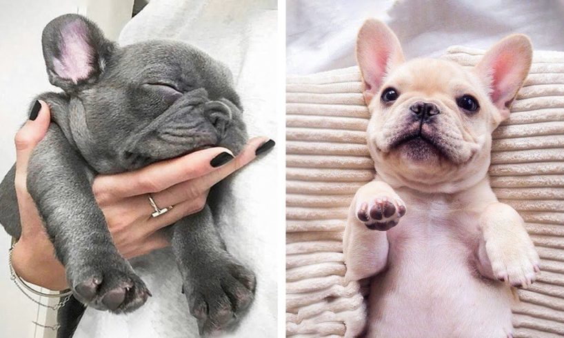 😍Adorable Bull Dogs Make You Happy Every Day! 🐶🐶|Cutest Puppies