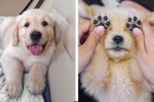 😍 Adorable Golden Puppies That Will Make Your Day🐶🐶 | Cute Puppies