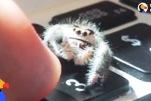 Adorable Spider Gives Dad High Fives | The Dodo