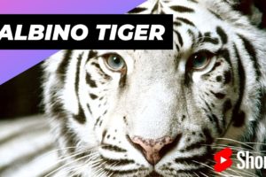 Albino Tiger 🔴 One Of The Albino Animals You Have Never Seen #shorts #tiger #albinotiger