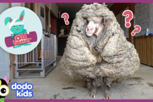 All Better — Watch This Sheep Get 80 POUNDS Of Wool Shaved Off! | All Better | Dodo Kids