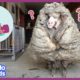 All Better — Watch This Sheep Get 80 POUNDS Of Wool Shaved Off! | All Better | Dodo Kids
