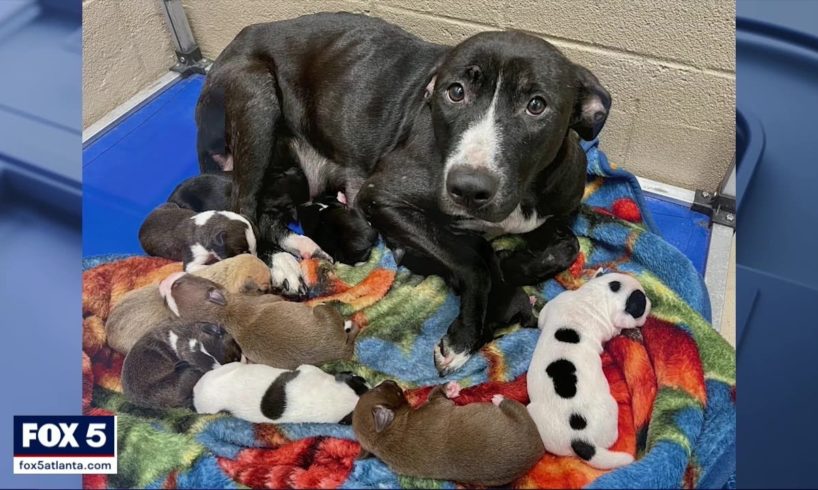 Alleged animal hoarder facing charges after dozens of animals rescued from inside home