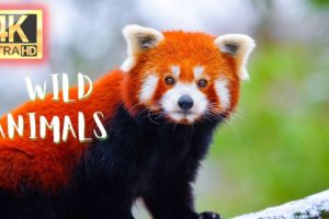 Amazing Wild Animal Fights and Family (4K) UHD - Nature 4K.