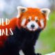Amazing Wild Animal Fights and Family (4K) UHD - Nature 4K.