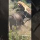 Amazing animal fight 💥 buffalo attack lion 😰