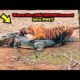 Animal Fight Compilation/ Biggest Animal Fight/Animal Attack