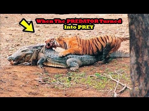 Animal Fight Compilation/ Biggest Animal Fight/Animal Attack