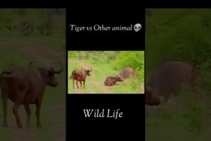 Animal Fighting ।। Craziest Fights of wild Animals।। Part -1#shorts
