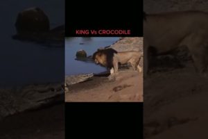 Animal Fights | Lion Vs Crocodile