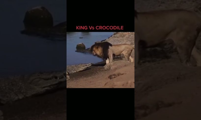 Animal Fights | Lion Vs Crocodile