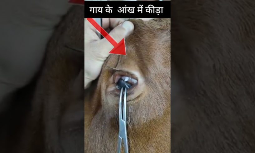 Animal Rescue 😭👺इस गाय के आंख में कीडा किसने निकाला #humanity #motivational #viralvideo