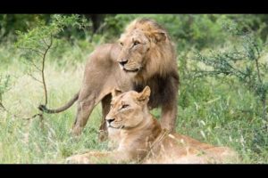 Animal World best video l Wild Animal Fights Caught On Camera #Video #World #Amtv47 #Buffalo # Lion