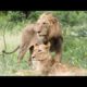 Animal World best video l Wild Animal Fights Caught On Camera #Video #World #Amtv47 #Buffalo # Lion
