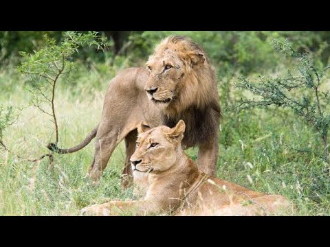 Animal World best video l Wild Animal Fights Caught On Camera #Video #World #Amtv47 #Buffalo # Lion