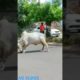 Animal fighting caught on camera #shortvideo