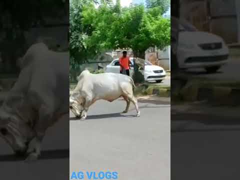 Animal fighting caught on camera #shortvideo