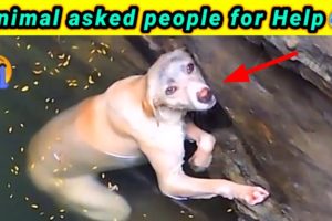 Animal rescue by human 🤯amazing shorts🤯 #facts #shorts