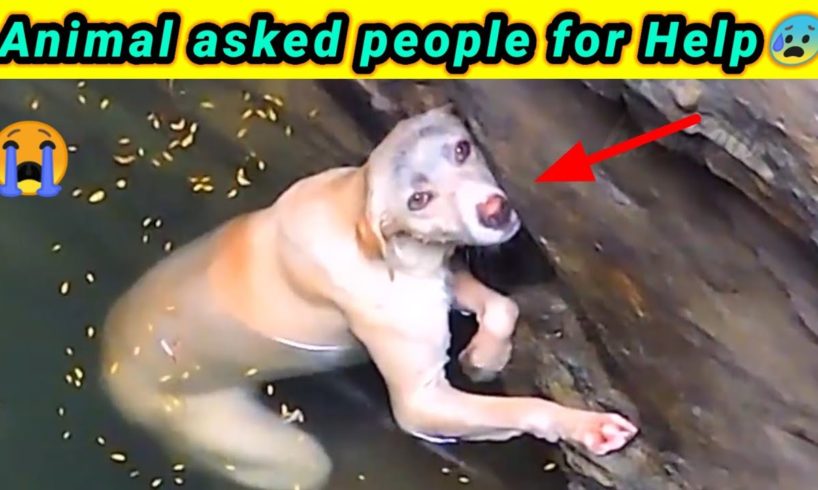 Animal rescue by human 🤯amazing shorts🤯 #facts #shorts