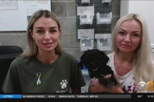 Animal rescue group on needs in Ukraine