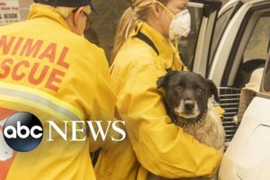 Animal rescue volunteers jump into action in California’s wildfires | WNT