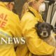 Animal rescue volunteers jump into action in California’s wildfires | WNT