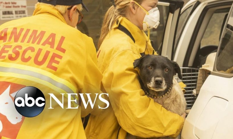 Animal rescue volunteers jump into action in California’s wildfires | WNT