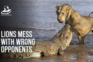 Animals Messing With The Wrong Crocodiles